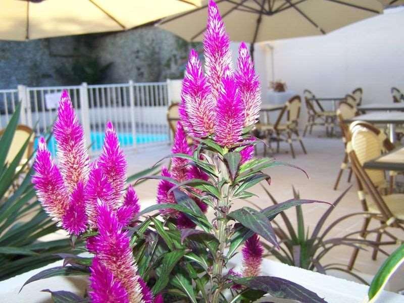 Brit Hotel Confort Auclair Guéret Servizi foto